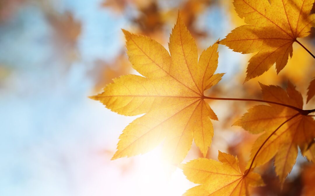 Embrace Autumn: Setting Fresh Goals for Your Business Before Year-End